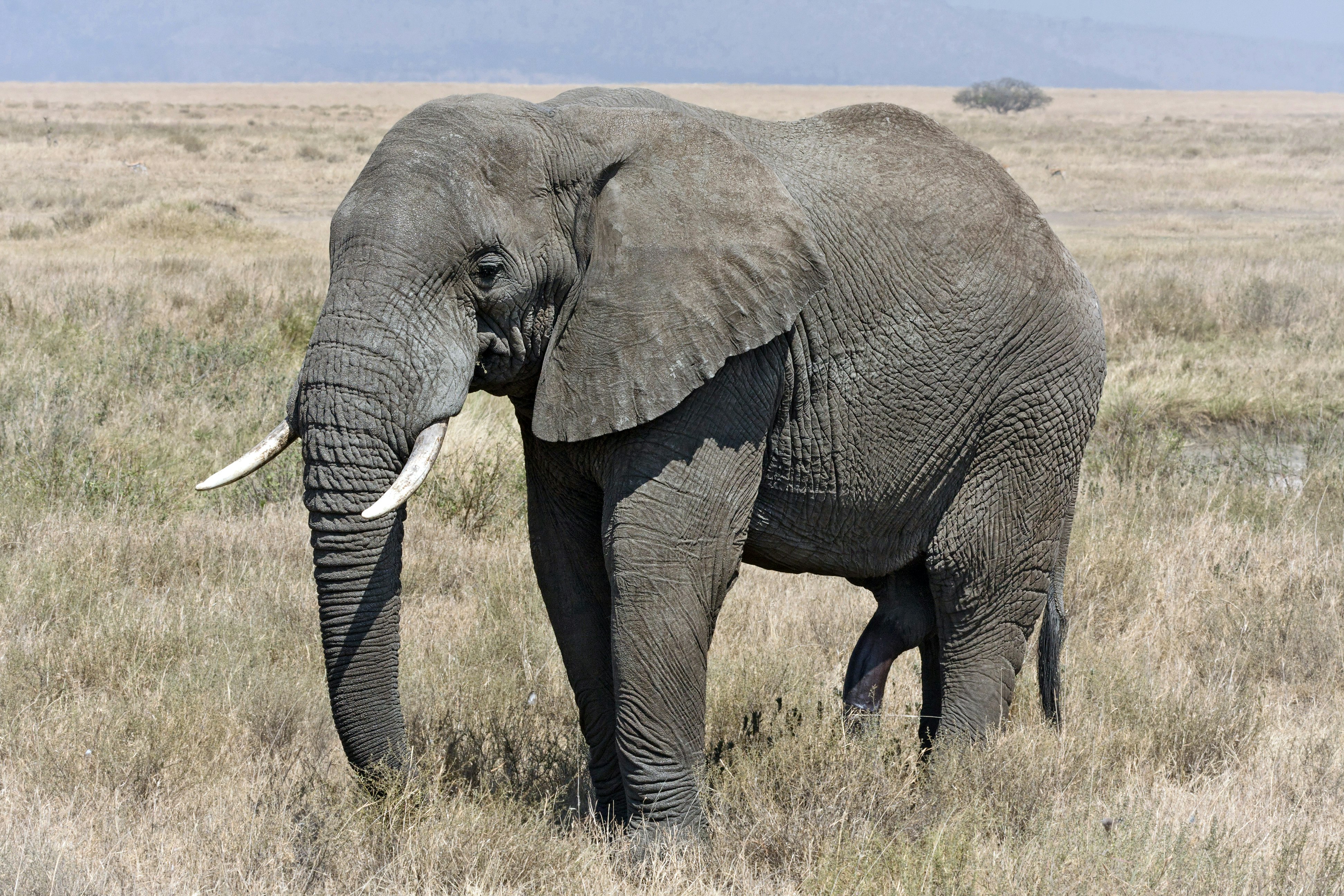 Serengeti_Elefantenbulle.jpg