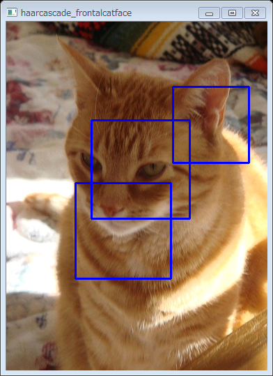 cat1.PNG