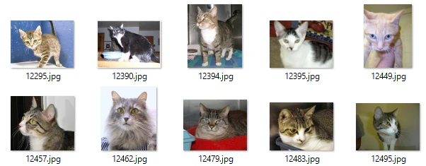 cat.png