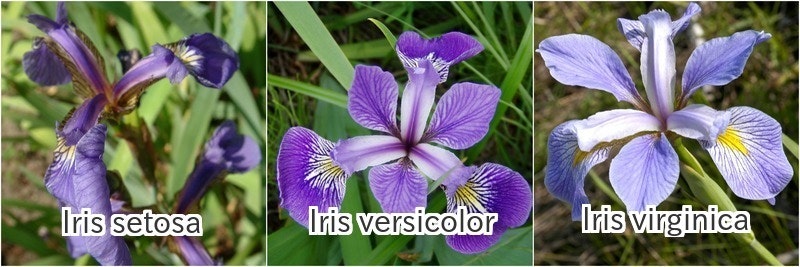 iris.jpg