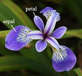 iris_with_labels.jpg