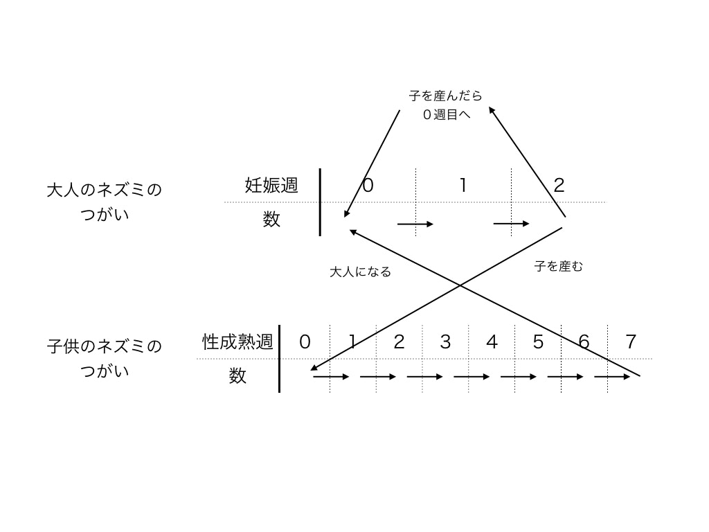 ねずみ算をpythonでシミュレートしてみた Qiita ねずみ算をpythonでシミュレートしてみた Qiita