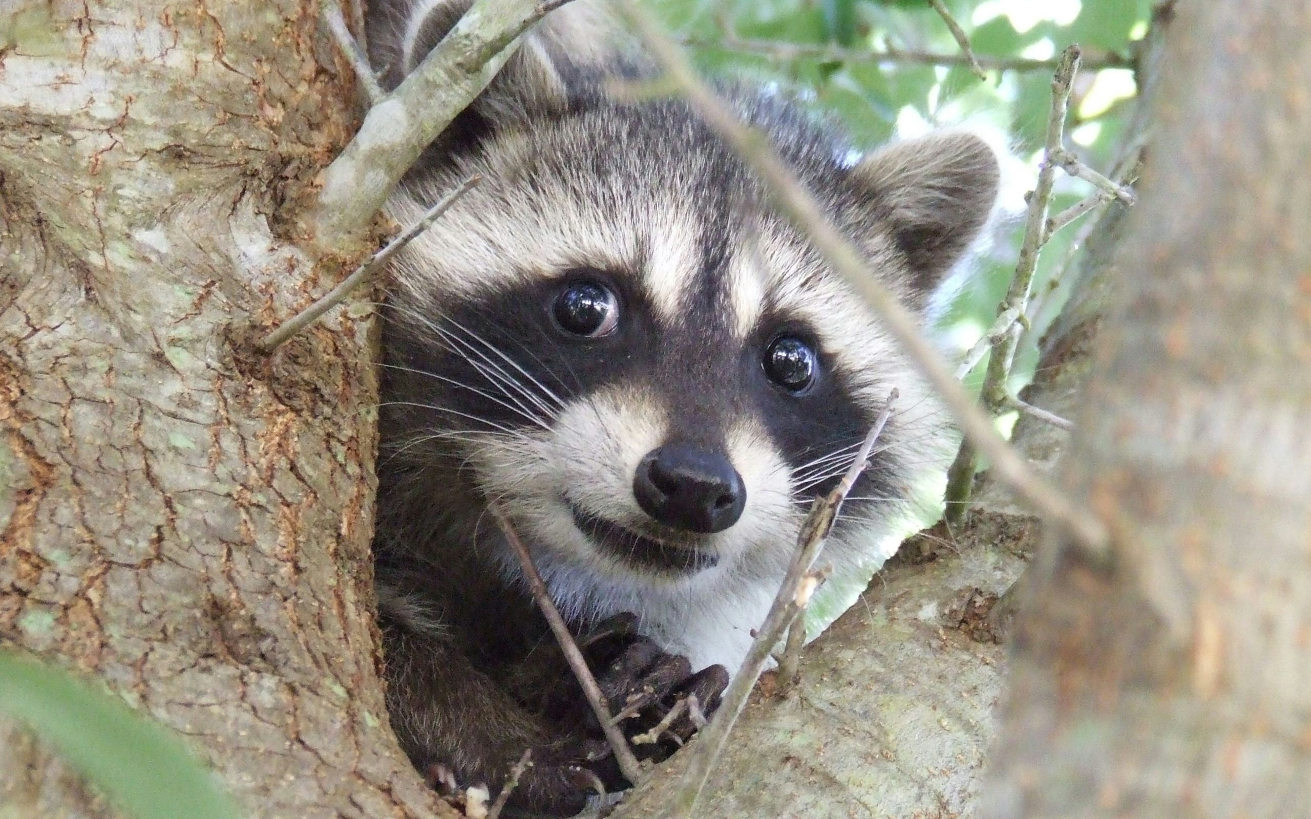 Raccoon-4k.jpg