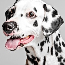 dalmatian.jpg