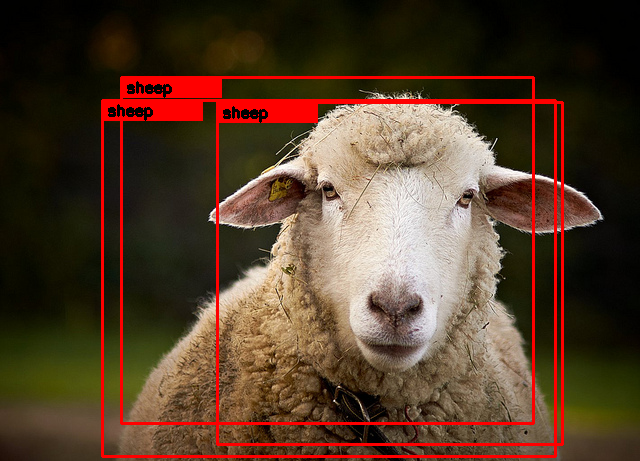 sheep_marked.png
