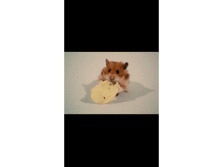 アニメーションGIF