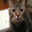 tabby_cat_s_000125.png