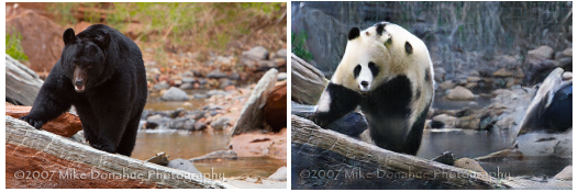 bear2panda-4.png