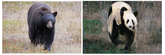 bear2panda-7.png