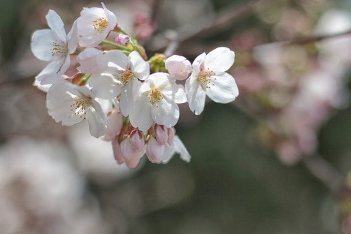 cherryblossom.JPG