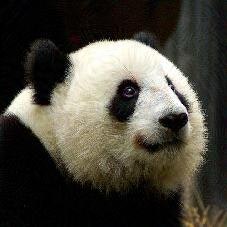 panda2_fgi.jpeg