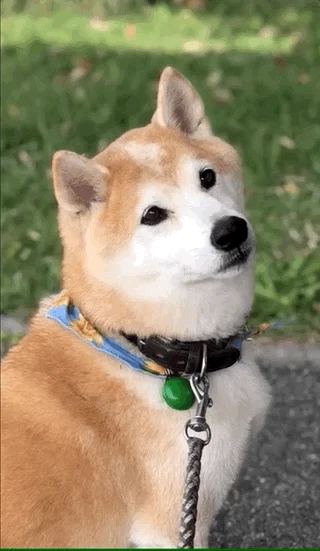 zoom.gif