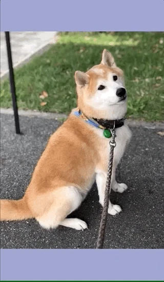 photo_viewer.gif
