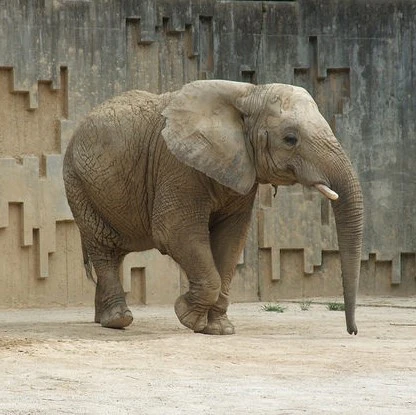 elephant.jpg