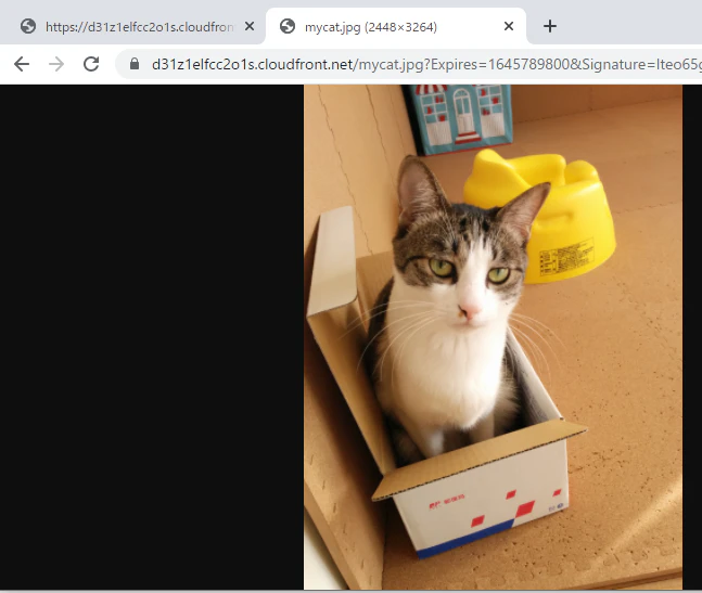 image-20220225205102181.png