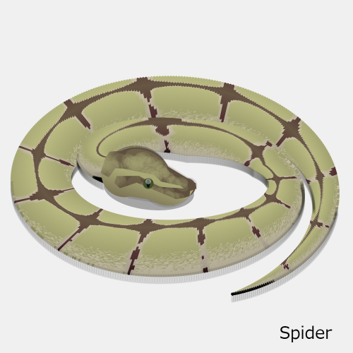 spider.png