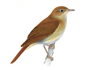 nightingale.jpeg