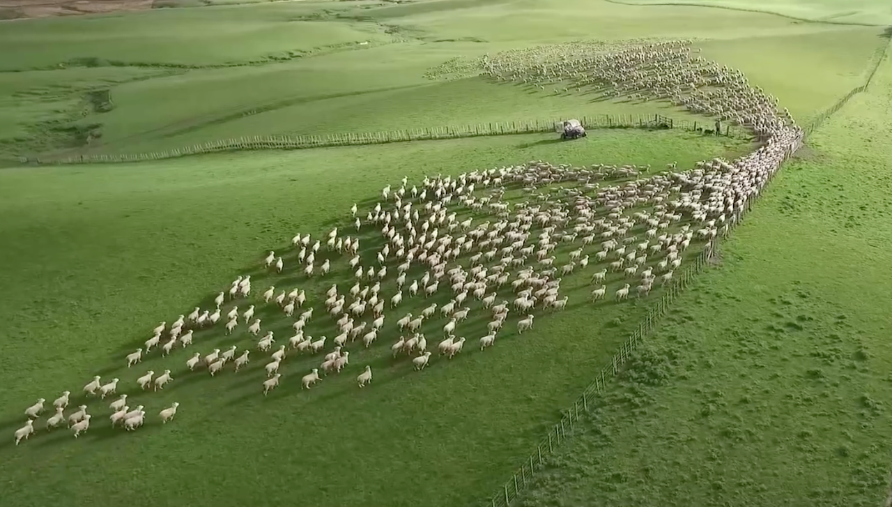 sheep-herding.png