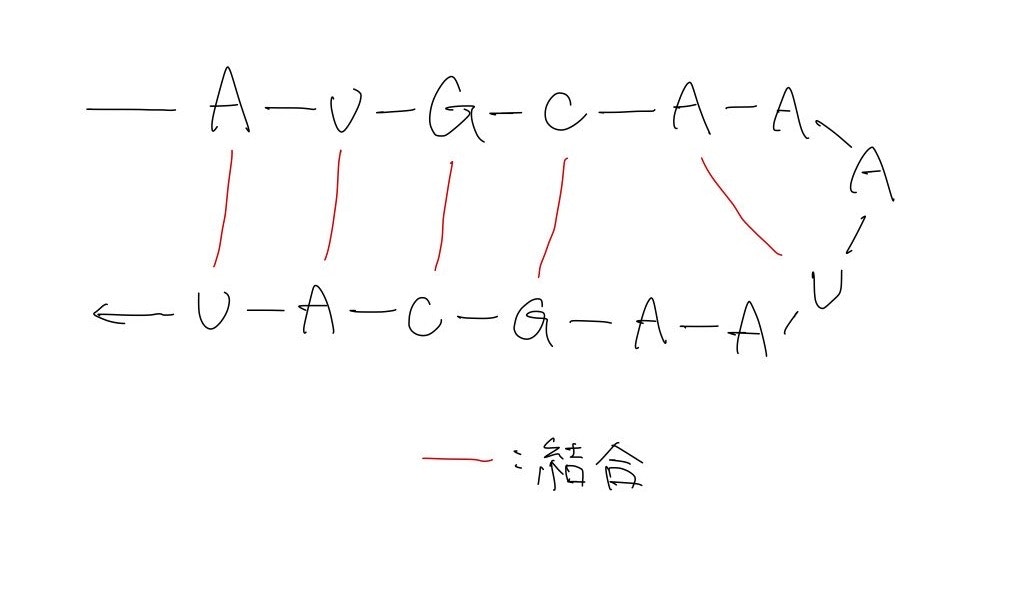 RNA RNA