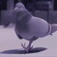 pigeon.gif