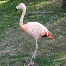 flamingo.png