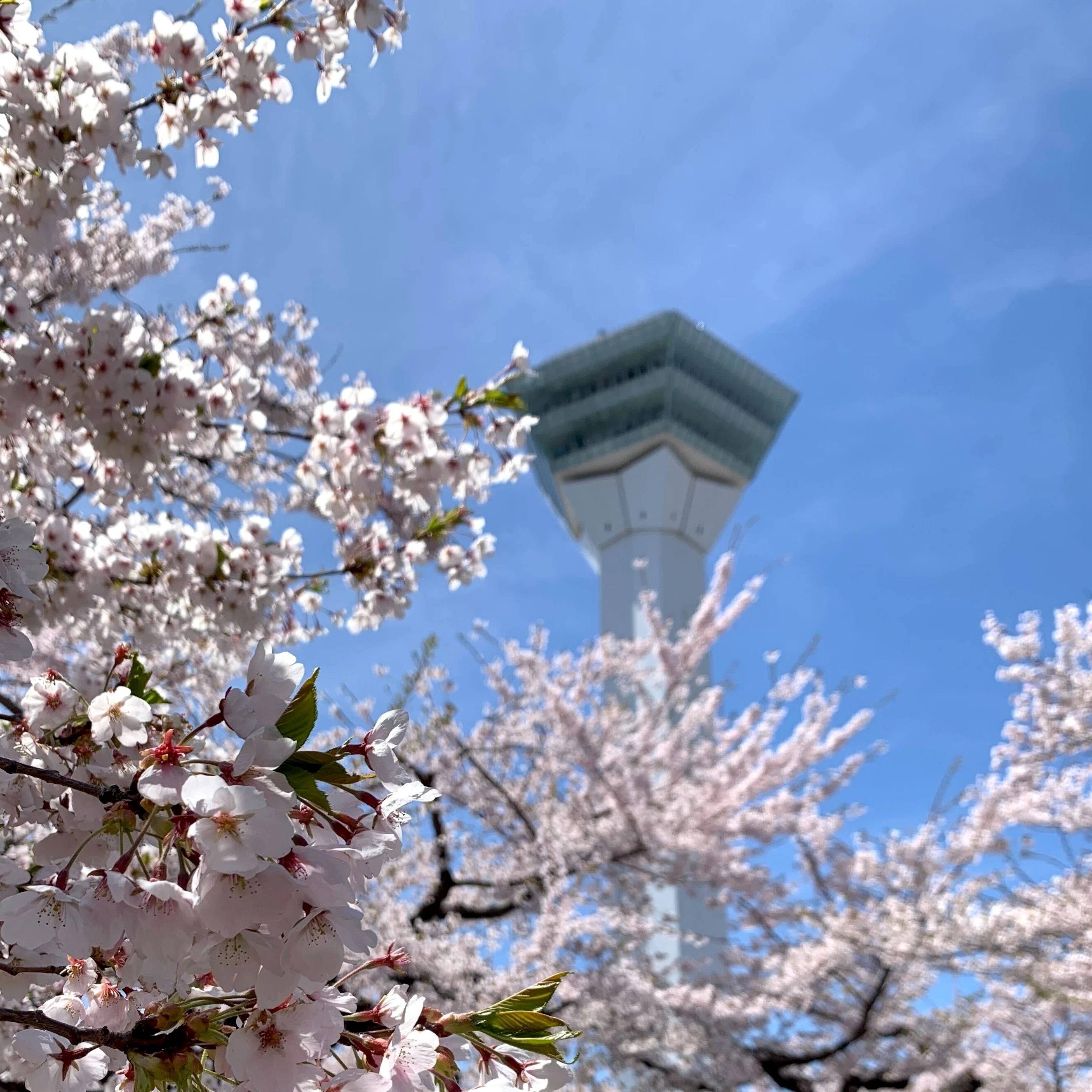 桜の花と函館タワー.jpg