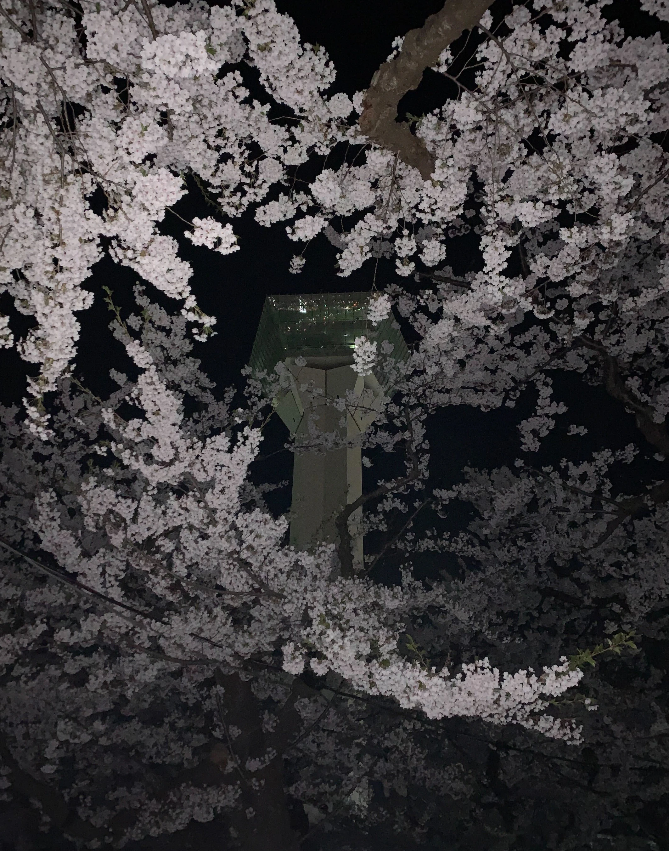 満開の夜桜越しに見える函館タワー。.png