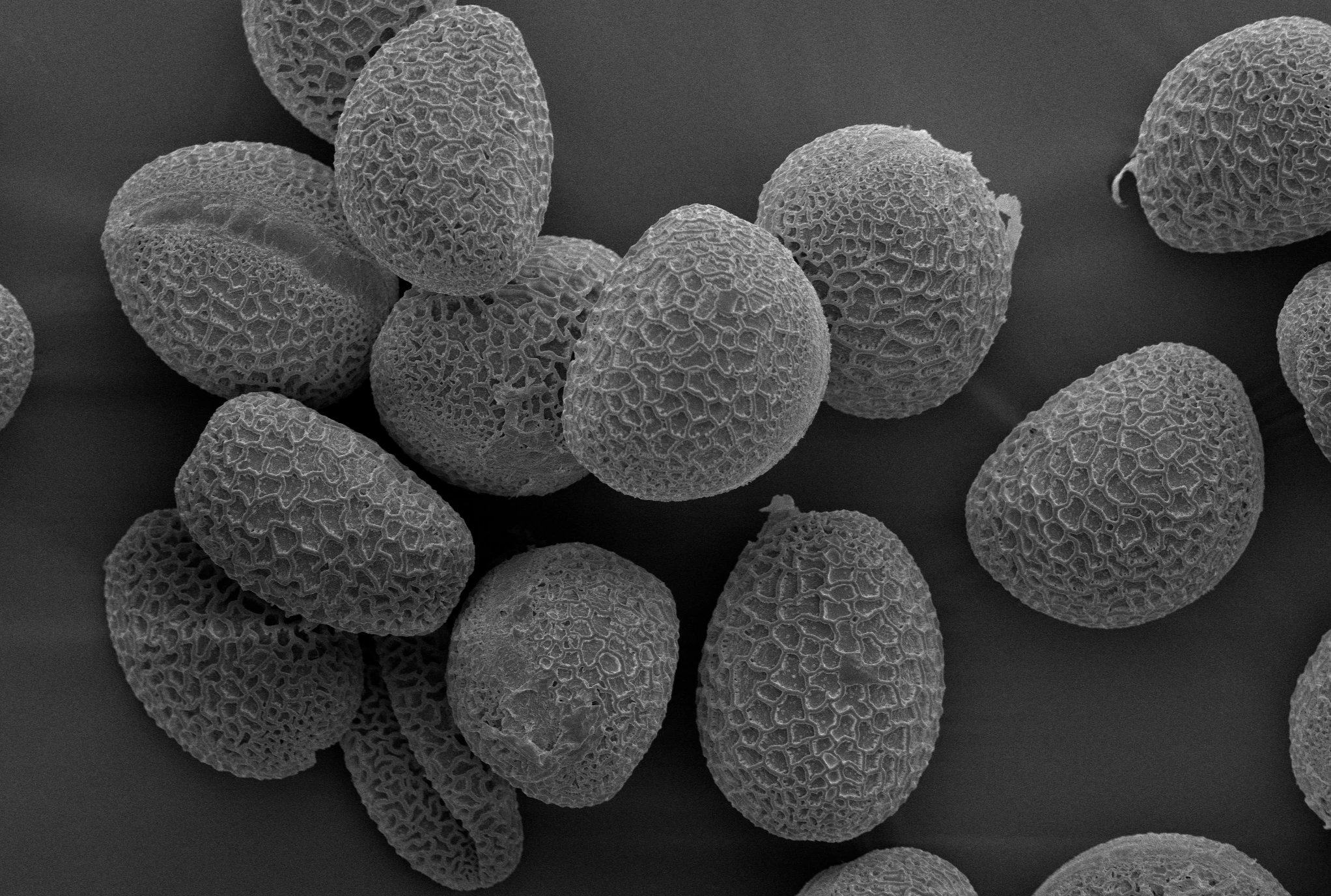 Pollen_1000x.png