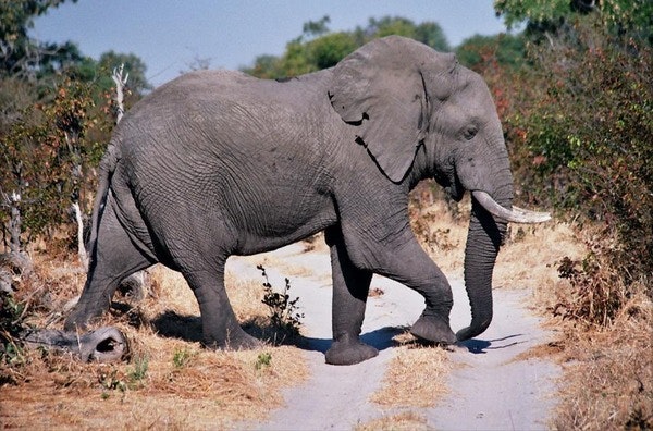 elephant.jpg