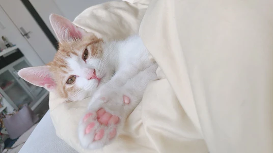 image.png