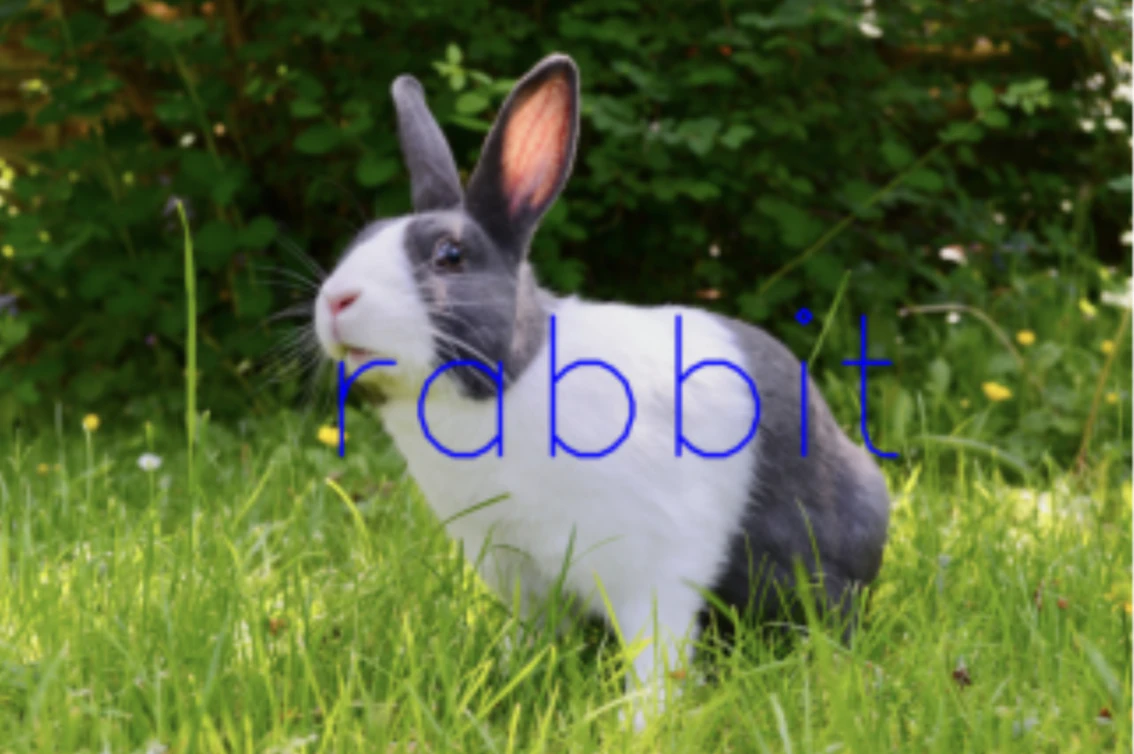 rabbit.png