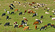 cows2.png