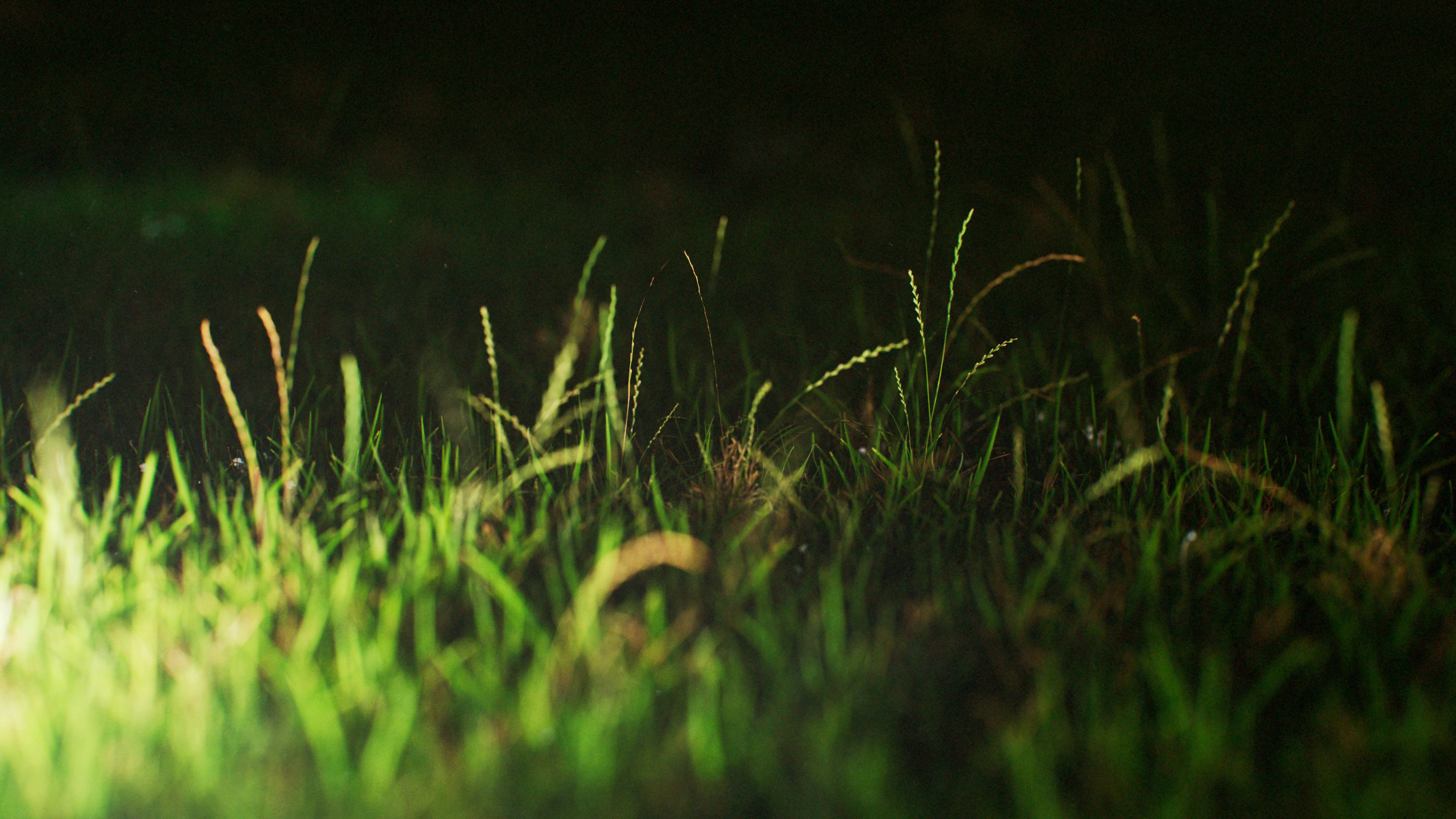 Grass_Grass.night.01_2021-03-19_10.41.24 (00000).jpg