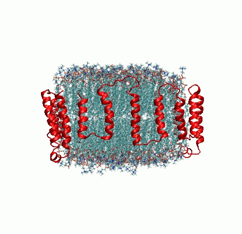 apo1a.gif