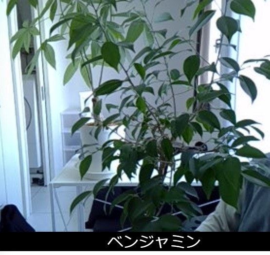 植物動画_Moment2+.jpg