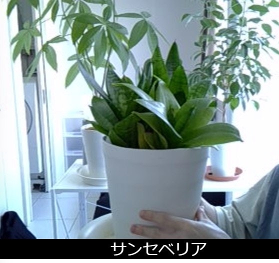 植物動画_Moment1+.jpg