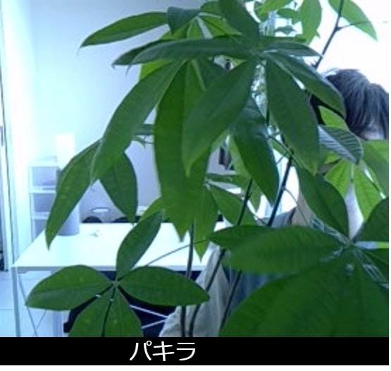 植物動画_Moment3+.jpg