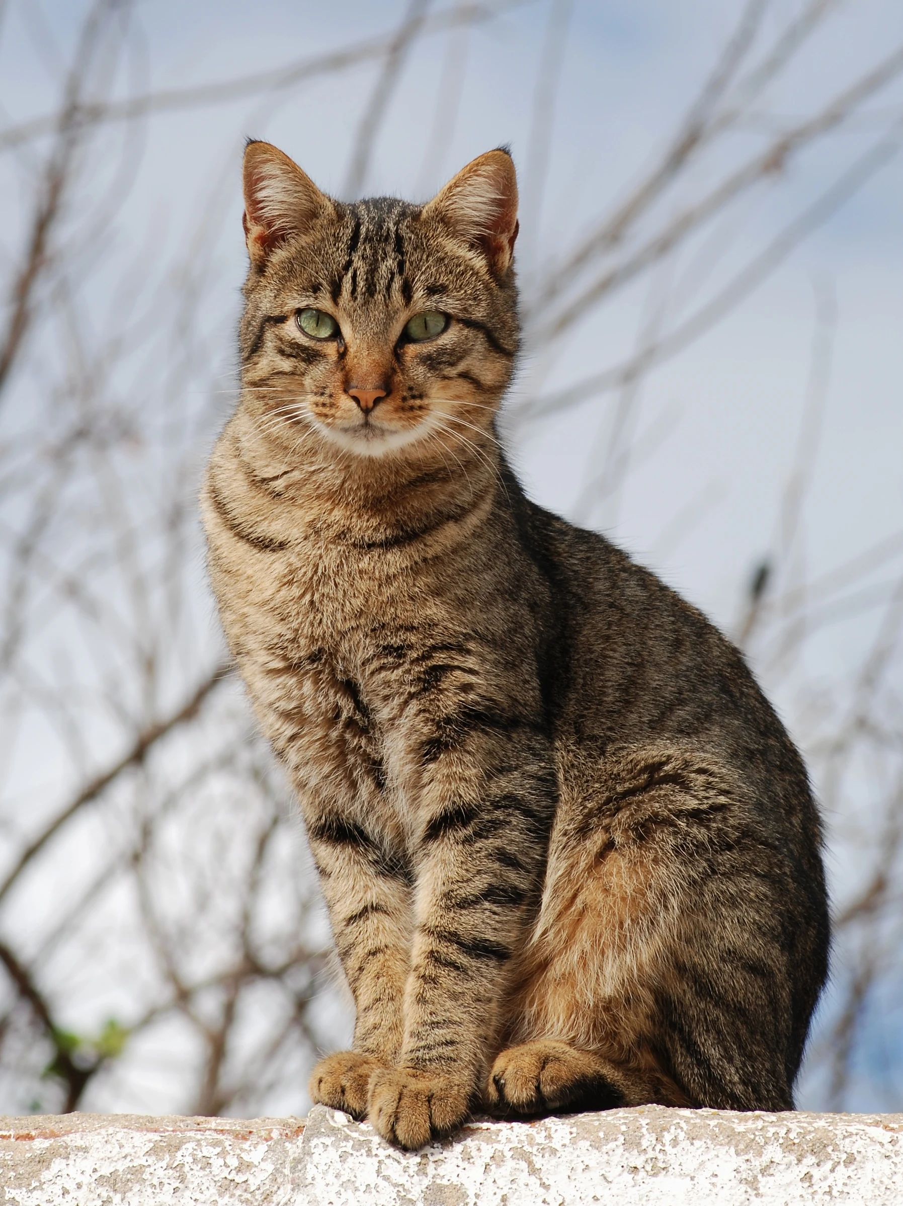 test-image.jpg