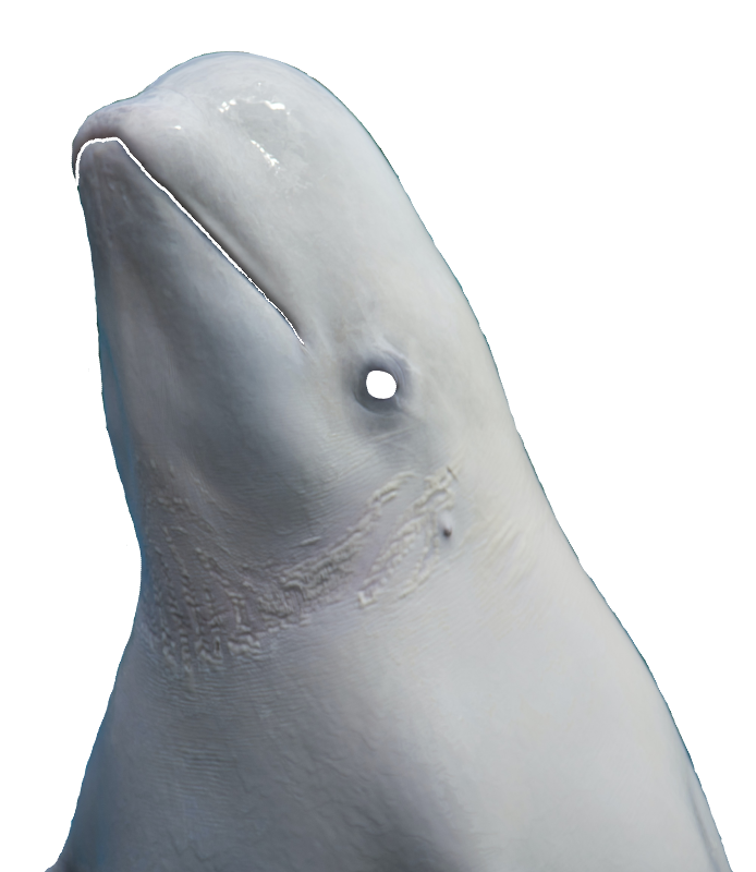CanTouchBeluga.png