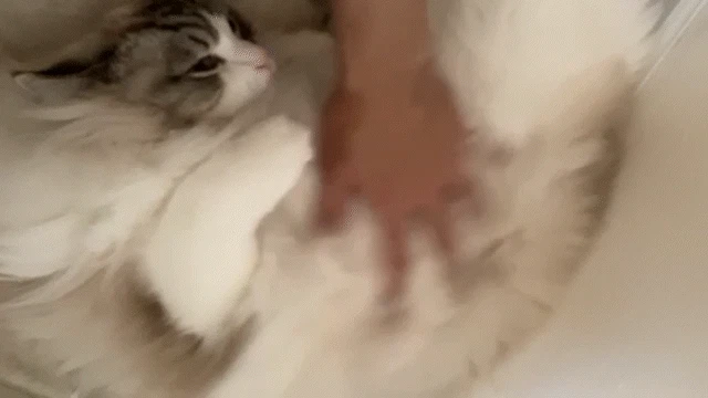 neko.gif