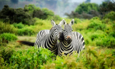 zebras-1883654_1920.jpg