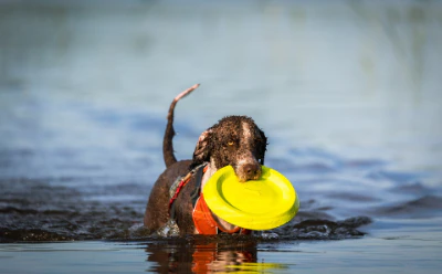 dog-7367949_1920.jpg