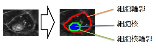 細胞領域 細胞領域