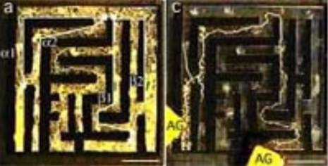 迷路を解く粘菌 迷路を解く粘菌