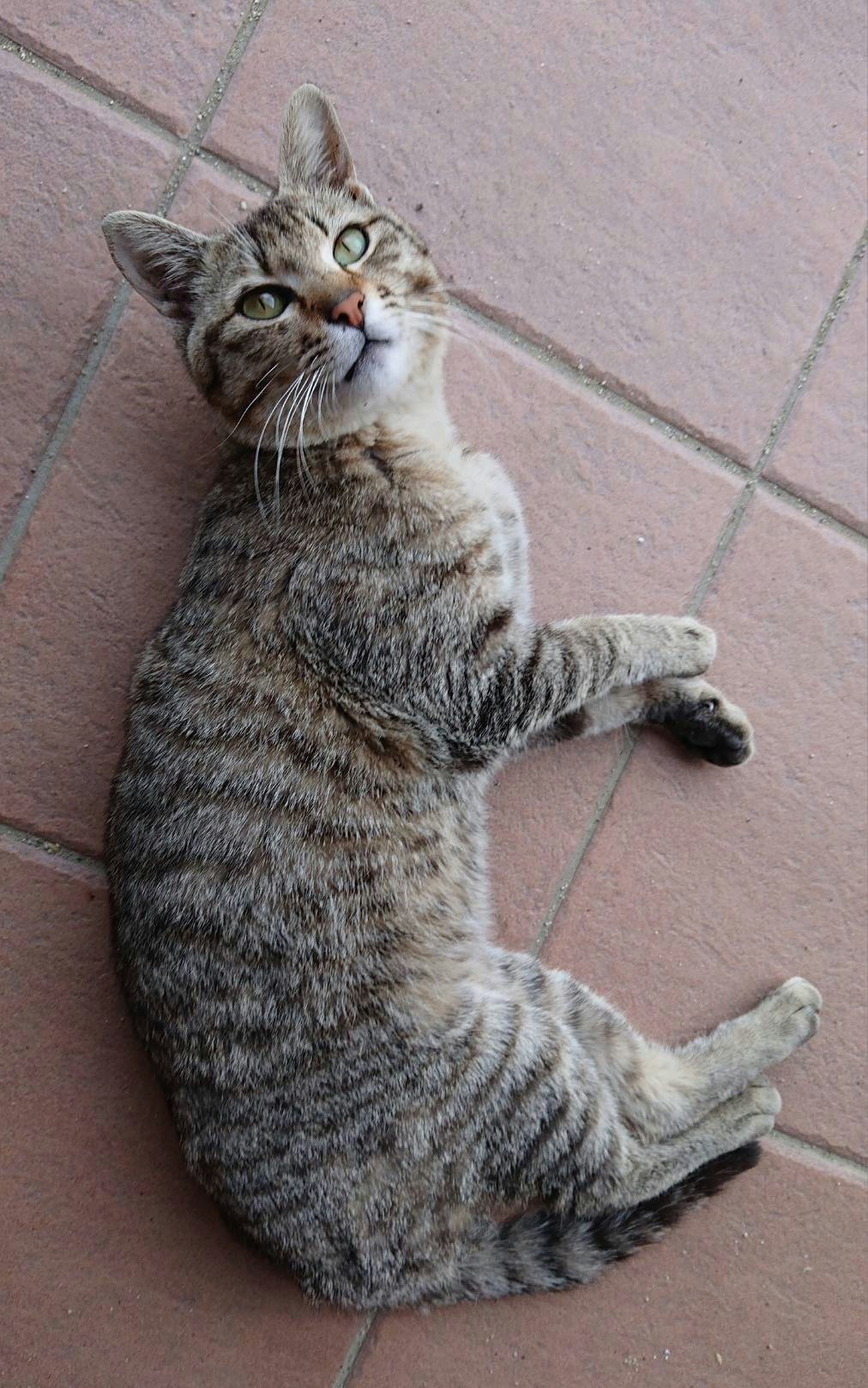 うちの猫 neko.jpg