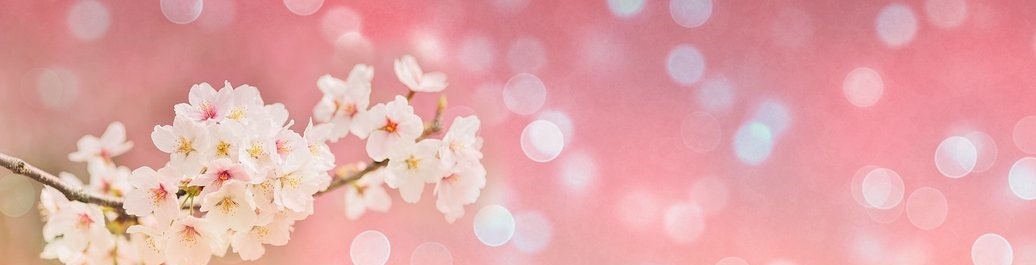 cherry-blossoms-3994233__340.jpg
