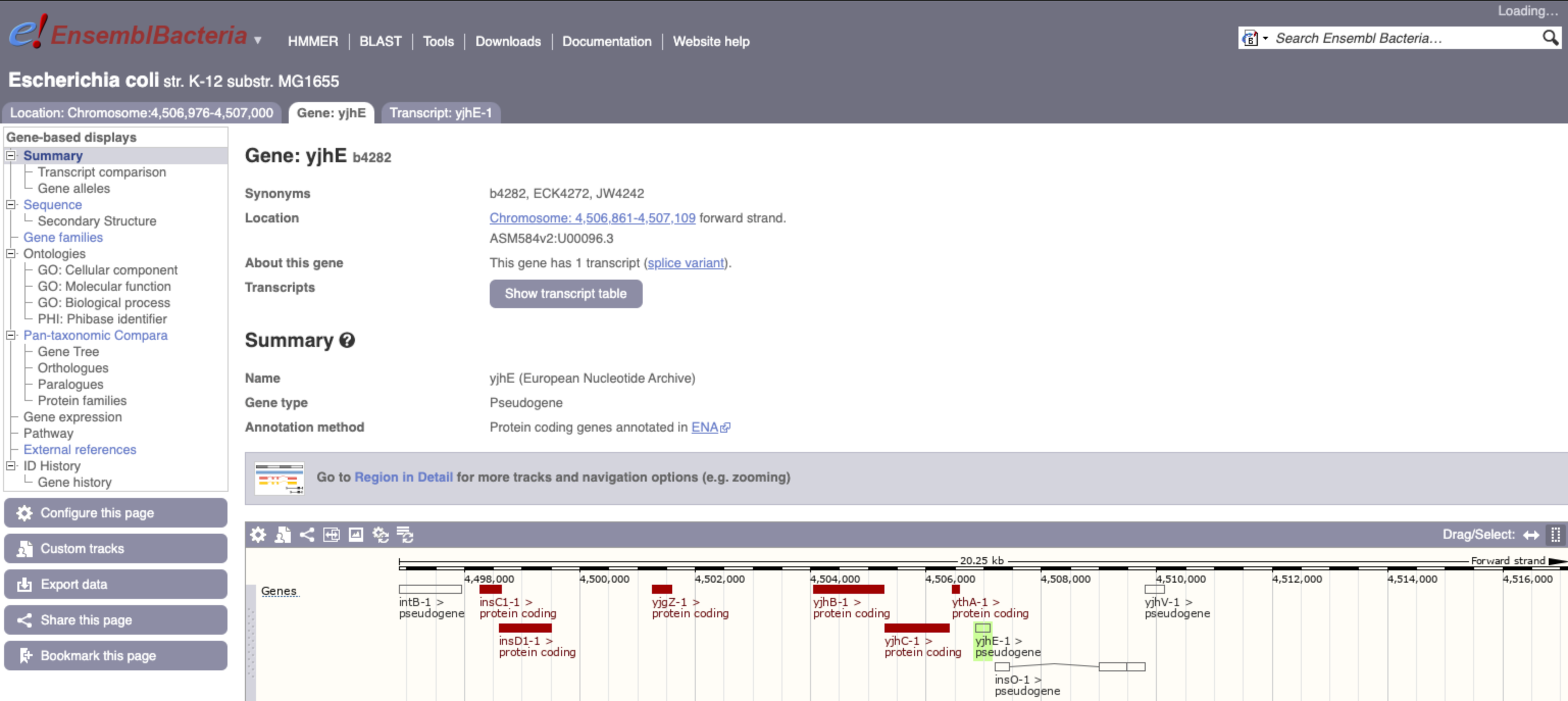 Gene__yjhE__b4282__-_Summary_-_Escherichia_coli_str__K-12_substr__MG1655_-_Ensembl_Genomes_47.png