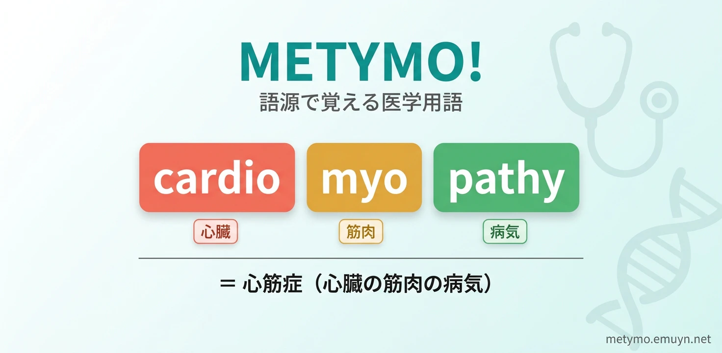 METYMO! 医学英単語を語源で学べる無料アプリ