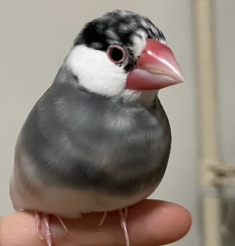 image.png