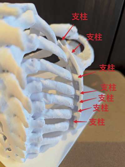 完成品-肋骨-肩甲骨-支柱.jpg